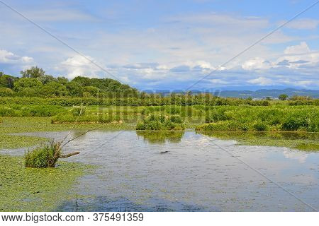 The Wetlands Of Isola Della Cona In Friuli-venezia Giulia, North East Italy. A Coypu Can Be Seen In 