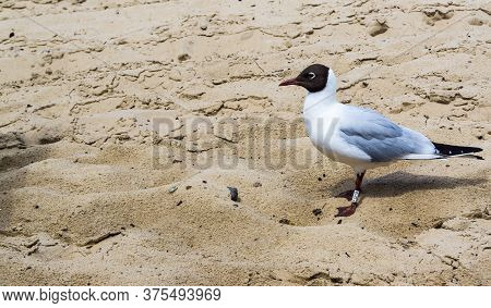 Black-headed Gull On The Beach Of Bansin