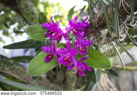 Guarianthe Skinneri Is The National Flower Of Costa Rica, Where It Is Known As Guaria Morada