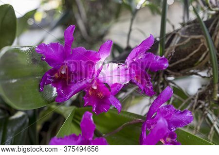 Guarianthe Skinneri Is The National Flower Of Costa Rica, Where It Is Known As Guaria Morada