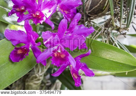 Guarianthe Skinneri Is The National Flower Of Costa Rica, Where It Is Known As Guaria Morada
