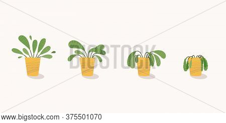 Stages Of Withering, A Wilted Plant In A Pot, Abandoned Houseplant Without Watering And Care. Potted