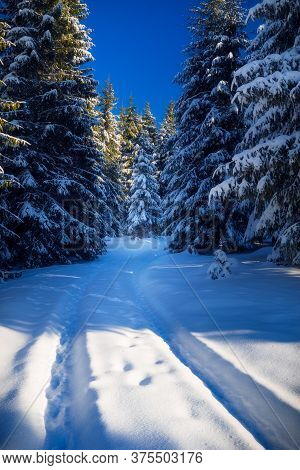 Forest Of Snow Covered Fir Trees With Wheel Tracks Leading Into The Forest On A Sunny Cold Morning I