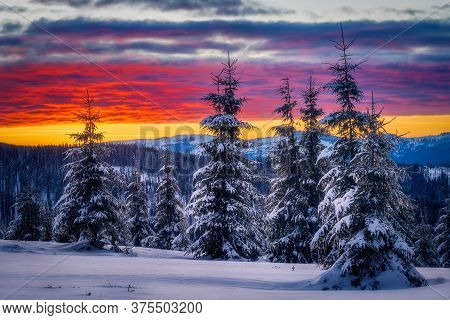 Winter Colorful Sunset Sunrise Scene In The Mountains With Fir Trees Covered In Snow Near Marisel, C