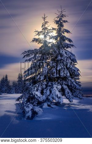 Backlit Fir Trees Long Exposure With Moon In The Background On A Winter Night In The Mountains  In M
