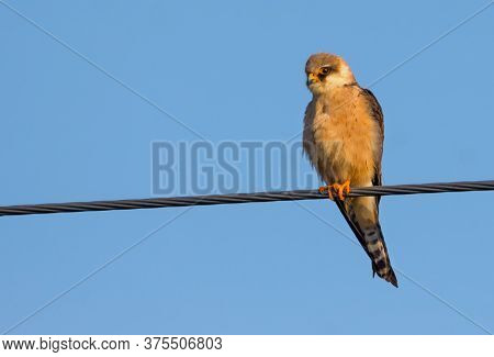 Female Red-footed Falcon (falco Vespertinus) Perched On Power Line With Blue Sky