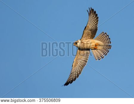 Young Red-footed Falcon (falco Vespertinus) In Fast Flight With Stretched Wings And Tail Feathers Ov
