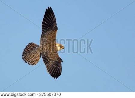 Young Red-footed Falcon (falco Vespertinus) Flies In Blue Sky With Spreaded Wings Seen From Above