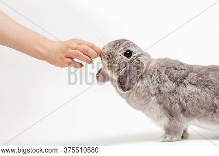 A Woman Feeds A Lop-eared Gray Rabbit. White Background, Side View. Hand And Animal Close-up. The En