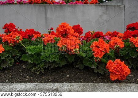 Red Geranium Flowers Close Up. Geranium Pelargonium Blooms In The City.