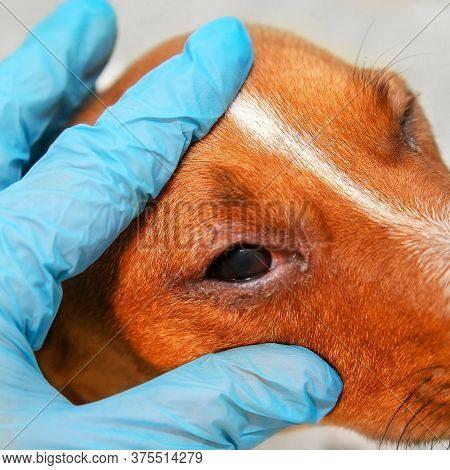 Portrait Of A Dog With Eye Problem, Conjunctivitis. Dog With Bad Swollen Eyes Due To An Infection, D