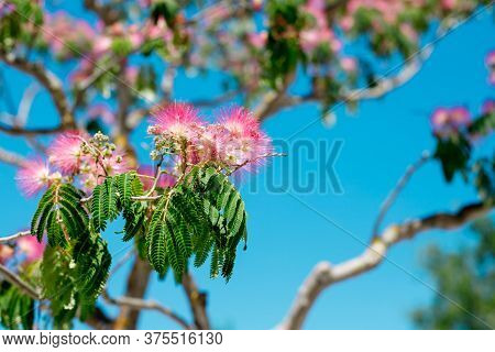 Natural Spring Flower Albizia Lenkoran Acacia Tree On A Blue Sky Background