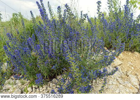 Honey Plant Bruise. High Stem, Small Blue Flowers With Purple Stamens. Green Landscape. Forest, High
