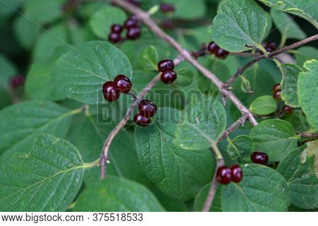 Beautiful Poisonous Wolf Berries Photographed On A Background Of Green Sheets