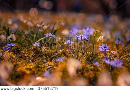Beautiful Spring Violets And A Snowdrop With Bookeh Shot At Wide Aperture In The Grass In A Garden