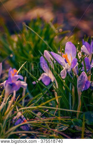 Beautiful Spring Violets And A Snowdrop With Bookeh Shot At Wide Aperture In The Grass In A Garden