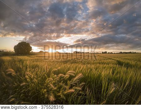 Cereal Field With Wheat Ears In The Foreground At Sunset