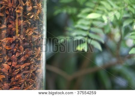 Fruits Of Star Anise