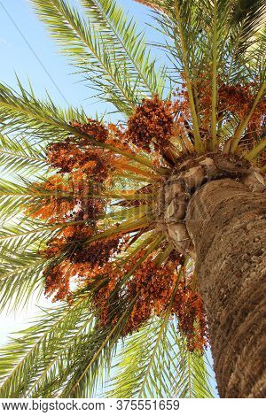 Pretty Plame Tress With Fully Fruits Against Blue Sky