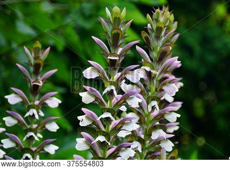 The Upright White And Purple Flowers Of Bear\'s Breeches \'morning\'s Candle\'
