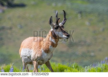 Pronghorn In The Field Of Yellowstone National Park, Wyoming