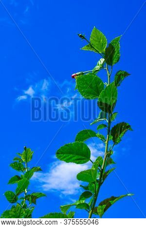 Bud In The Chaina Rose Tree On Blue Sky Background.