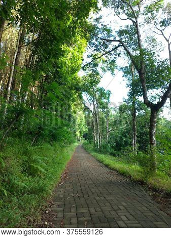 Banyuwangi, Indonesia - June 27, 2020 : A Woman Walking With The Dogs At Pines Plantation Sri Wulung