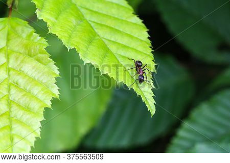 Black Ant Runs On A Green Leaf