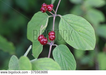 Beautiful Poisonous Wolf Berries Photographed On A Background Of Green Sheets
