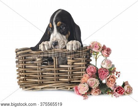 Puppy Bernese Schweizer Laufhund In Front Of White Background