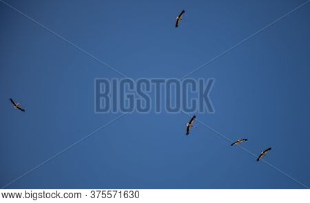 A Flock Of Storks On A Background Of Blue Sky. Four Birds Fly In The Clouds. Stork Isolated. Big Whi