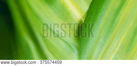 Amazing Eco Life Nature Background Banner. Macro Green Leaf Texture . Selective Focus. Ecology Green