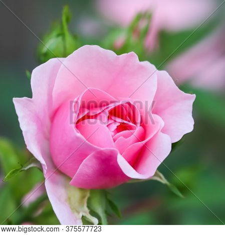 Soft Pink Rose Bonica With Buds In The Garden. Perfect For Background Of Greeting Cards For Birthday