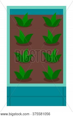 Grow Plant In Box With Soil. Breeding Plants. Growing Garden In Wooden Box. Seedlings Of Vegetables,