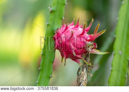 Red Dragon Fruit On Plant, A Pitaya Or Pitahaya Is The Fruit Of Several Cactus Species Indigenous, D