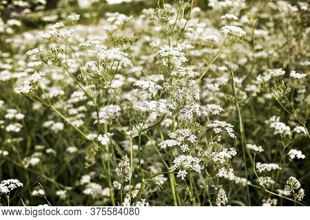 A Field Of Small White Flowers. Umbrella Inflorescence.