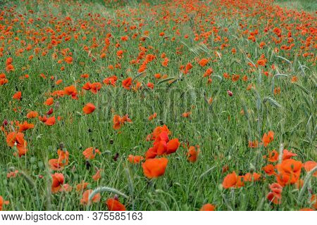Huge Field Of Red Poppy Flowers On Green Background