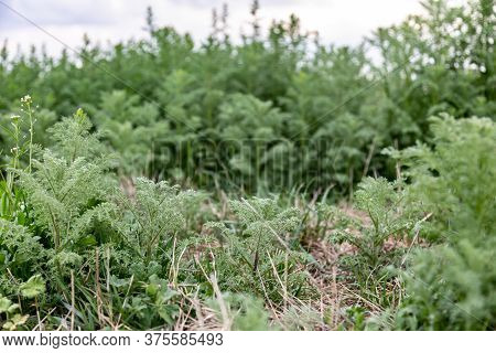 Small Green Grass Wormwood Artemisia Absinthium Grows In A Meadow. Thickets Of Plants Like A Forest.