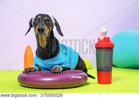 Cute Dachshund Dog In Sports Uniform With Soft Hair Band On Head To Protect Face From Sweat Lies On 