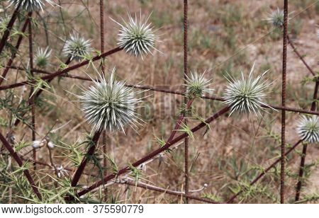 Silver-green Plant Thorns Large And Round On A Green-brown Background With Bars