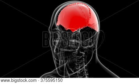 Human Skeleton Skull Parietal Bone Anatomy For Medical Concept