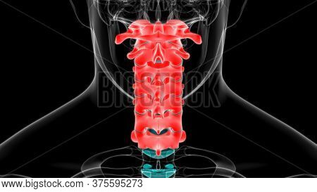 Human Skeleton Sternum Bone Anatomy For Medical Concept 3D Illustration
