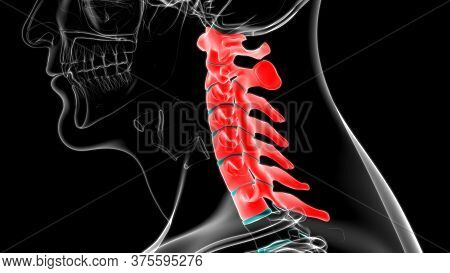 Human Skeleton Vertebral Column Cervical Vertebrae Anatomy 3D Illustration