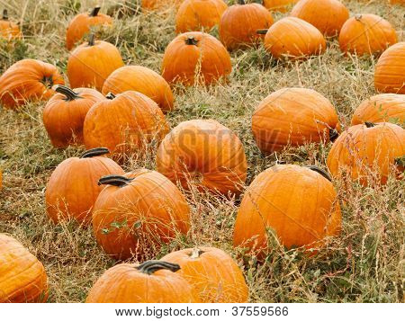 Pumpkin Patch