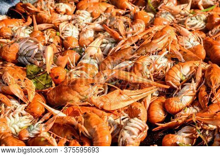 Freshly Cooked European Crayfishes Astacus Astacus(noble Or Broad-fingered Crayfish, The Most Common
