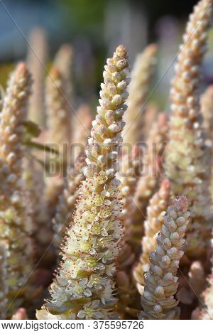 Orostachys Chinese Hat Flower - Latin Name - Orostachys Iwarenge Chinese Hat