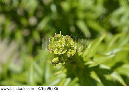 Henrys Lily Flower Buds - Latin Name - Lilium Henryi