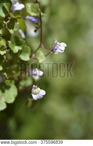 Kenilworth Ivy Small Flowers - Latin Name - Cymbalaria Muralis