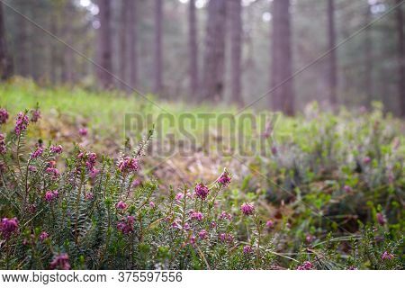 Purple Flowers In Pine Forest Nature. Forest Nature In Early Spring. Purple Flowers Close Up In Natu