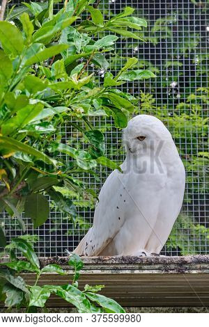 Snowy Owl Sits On A Branch In The Tree And Looks Straight Into The Camera